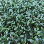 Micro-greens Methi-50 gms