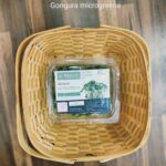 Micro-greens Gongura-50 gms