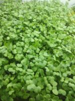Micro-greens Mustard-50 gms - Image 2