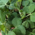 Micro-greens Peas-50 gms
