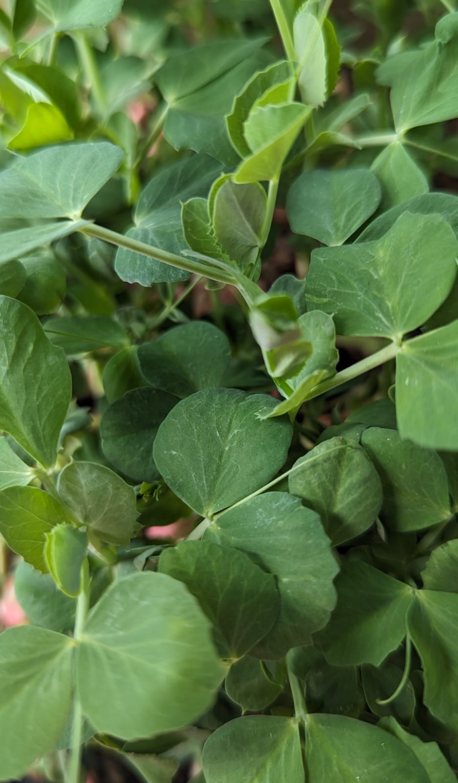 peas.jpg Micro-greens Peas-50 gms - Image 1