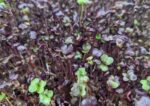 Micro-greens Purple Radish-50 gms - Image 2