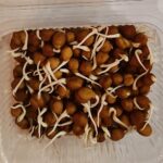 Sprouts Chana-200 gms