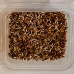Sprouts Horse Gram-200 gms
