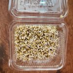 Sprouts Green Gram-200 gms
