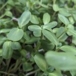Micro-greens Sunflower-50 gms