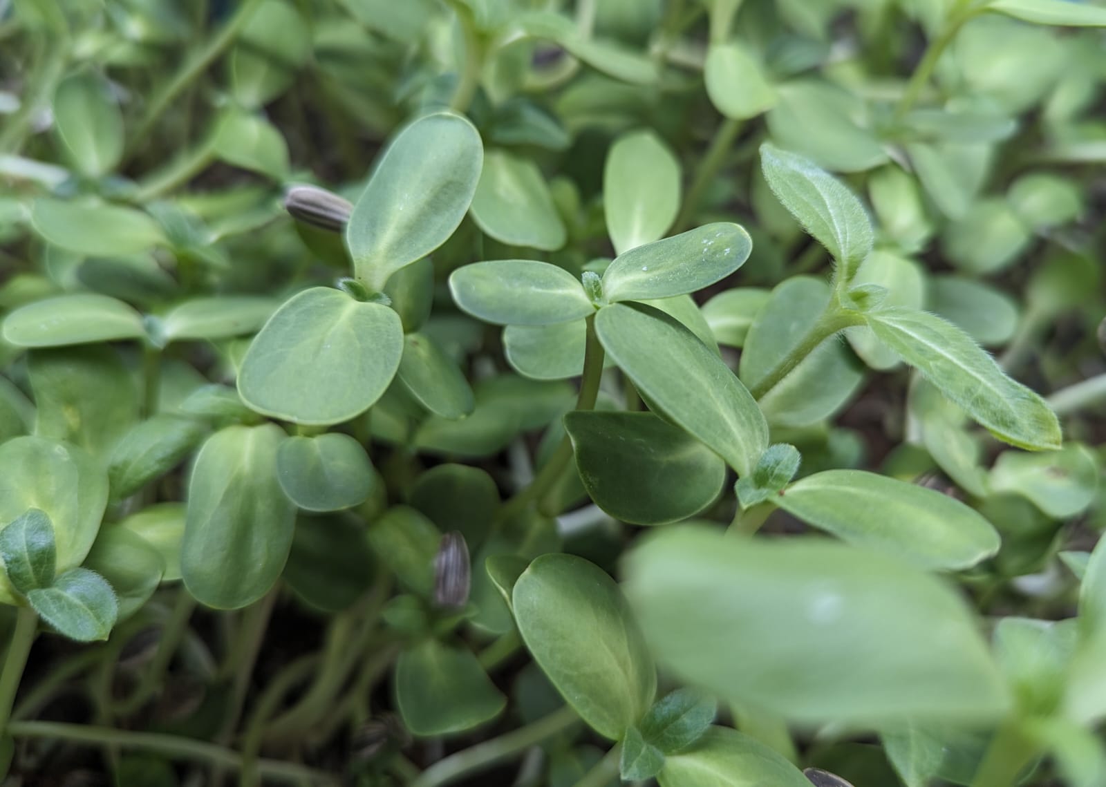 sunflower.jpg Micro-greens Sunflower-50 gms - Image 1