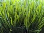 Micro-greens Wheatgrass-50 gms - Image 2