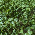 Micro-greens White Radish-50 gms